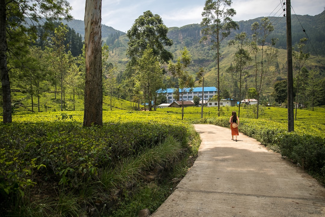 Blue Field Tea Factory