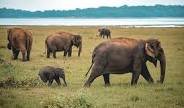 Kaudulla National Park
