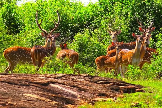 Udawalawe National Park